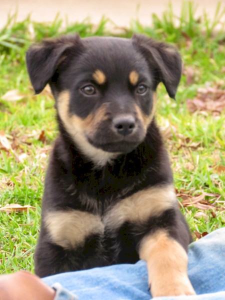 Male Kelpie puppies | Farm Tender