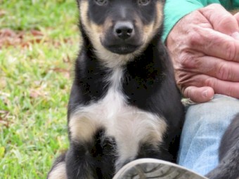 Male Kelpie puppies