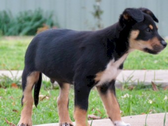 Male Kelpie puppies