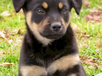 Male Kelpie puppies
