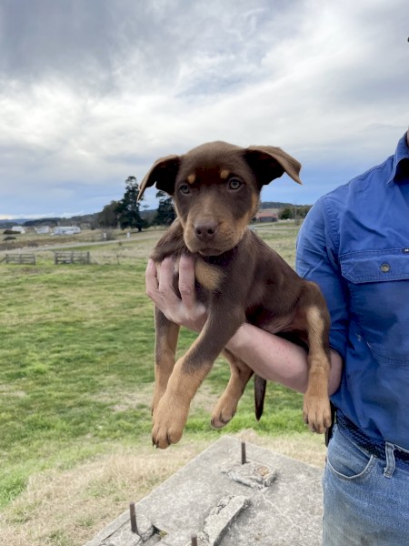 Purebred Female Red and Tan Kelpie pups