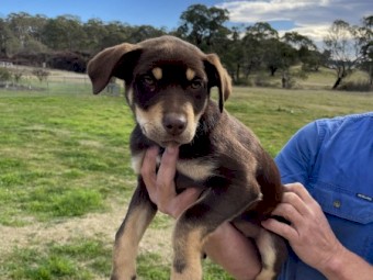 Purebred Female Red and Tan Kelpie pups
