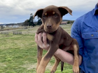 Purebred Female Red and Tan Kelpie pups