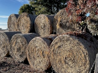 Wheaten Hay Round bale