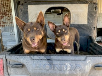 Purebred Female Red and Tan Kelpie pups
