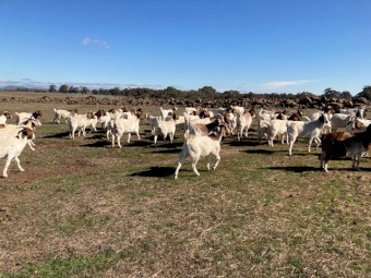 Boer goat does for sale - pure bred