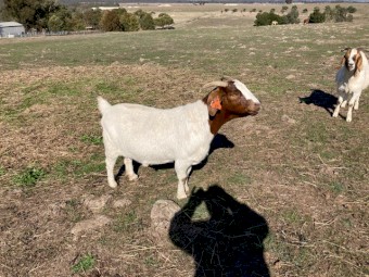 Boer Goat Does x 45