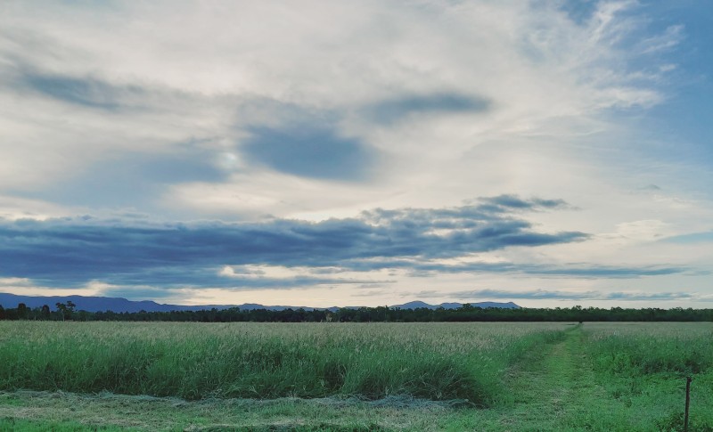 Rhodes grass/legume mix for hay