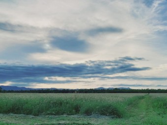 Rhodes grass/legume mix for hay