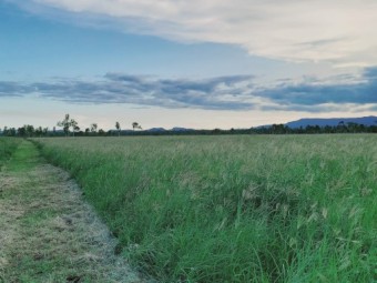 Rhodes grass/legume mix for hay