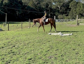 WANTED Lucerne Hay Small Squares