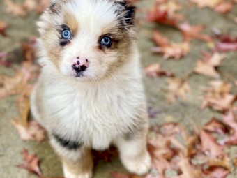 Australian shepherd puppies 