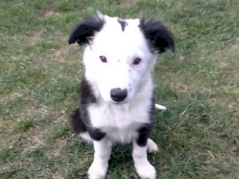 Border Collie pups