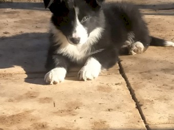 Border Collie pups