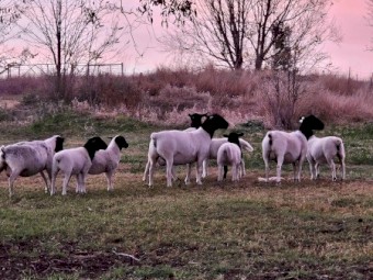 Dorper  Ewes with Lambs at foot