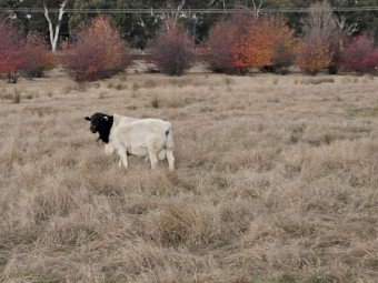 Dorper  Ewes with Lambs at foot