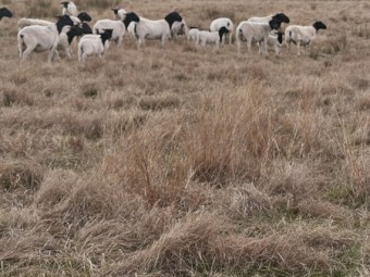 Dorper  Ewes with Lambs at foot
