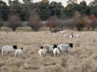 Dorper  Ewes with Lambs at foot