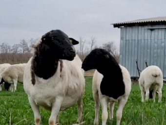 FULL BLOOD PURE WHITE AND BLACK HEADS DORPER SHEEPS NOW AVAILABLE FOR SALE
