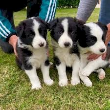 Border Collie puppies for sale