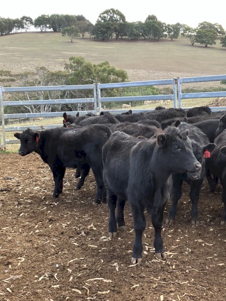 36 EU angus steers August September 23 drop