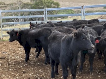 36 EU angus steers August September 23 drop