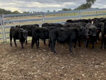 36 EU angus steers August September 23 drop