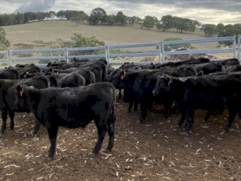 36 EU angus steers August September 23 drop