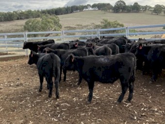 36 EU angus steers August September 23 drop