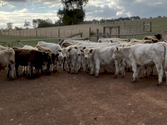 27 EU mixed sex Angus Charolais calves