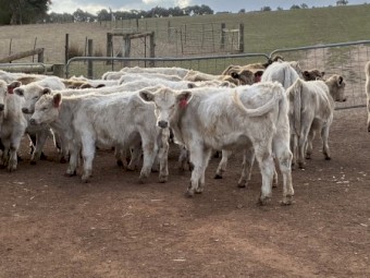 27 EU mixed sex Angus Charolais calves