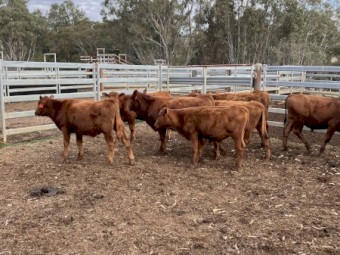 9 EU red angus steers 