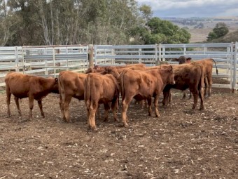 9 EU red angus steers 