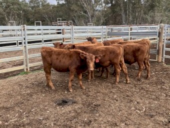 9 EU red angus steers 