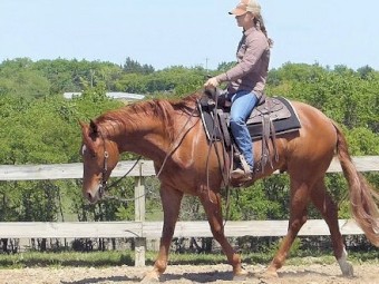 Smooth Maxi Quarter Horse Gelding 8 years