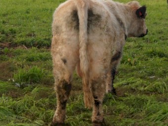 Unique opportunity White Galloway Bull - Grandson of Southern Cross El Toro