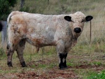 Unique opportunity White Galloway Bull - Grandson of Southern Cross El Toro