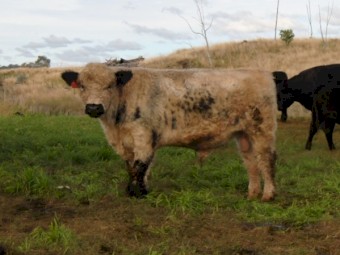 Unique opportunity White Galloway Bull - Grandson of Southern Cross El Toro