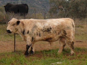 Unique opportunity White Galloway Bull - Grandson of Southern Cross El Toro