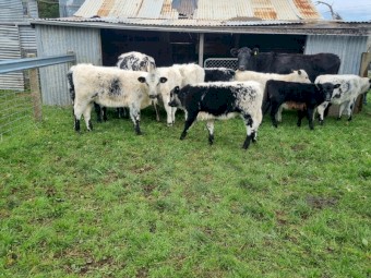 Speckle Park Cross Cows and Calves