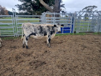 Speckle Park Cross Cows and Calves