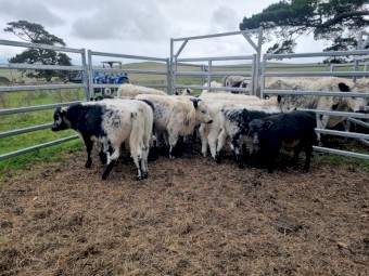 Speckle Park Cross Cows and Calves