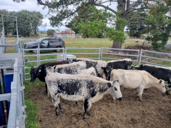 Speckle Park Cross Cows and Calves
