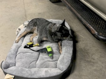 Needs a good farm home