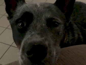 Needs a good farm home