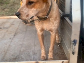 Red stumpy tail cattle dog 