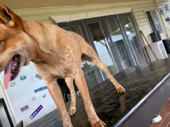 Red stumpy tail cattle dog 