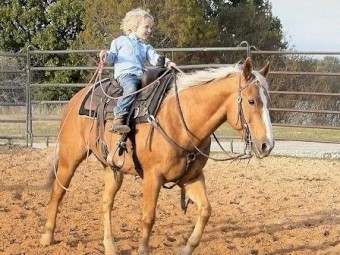 Palomino quarter horse