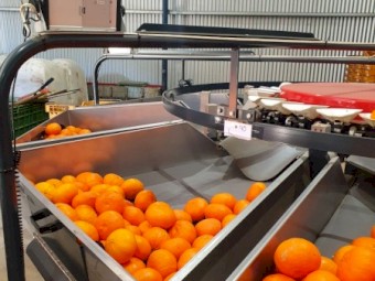 2015 KW fruit grading machine