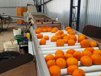 2015 KW fruit grading machine